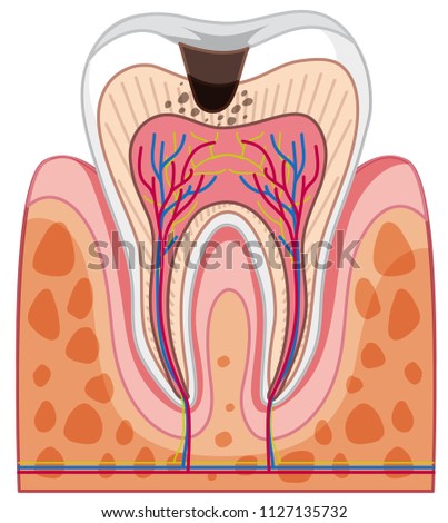 Human Tooth Anatomy on White Background illustration