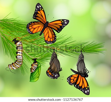 A Set of Butterfly Life Cycle illustration