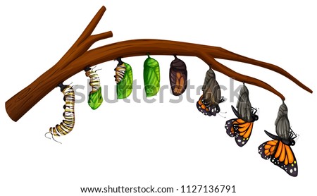 A Set of Butterfly Life Cycle illustration