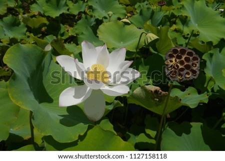 Asien garden pond plants and green 