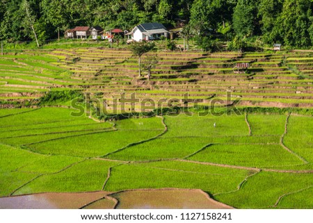 Green Terraces rice field, a beautiful natural beauty on mountain in Nan,Khun Nan  Rice Terraces, Boklua  Nan Province, Thailand
