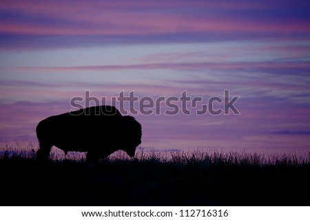 Silhouette of a Bison / Buffalo against a colorful sunset, Montana; purple sky / prairie wildlife