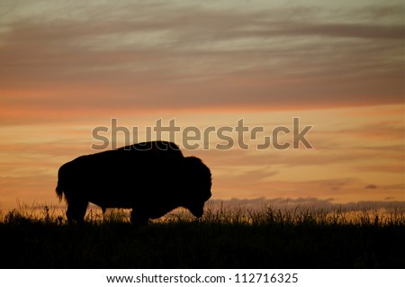 Silhouette of a Bison / Buffalo against a colorful sunset, Montana; prairie wildlife