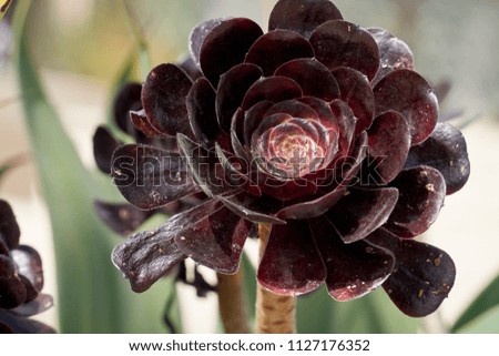 Rose-like Rubber Plant            