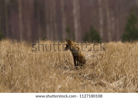 Various photos of the fox in the meadow.