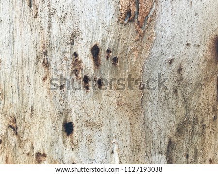 Abstract old bark texture of wood 