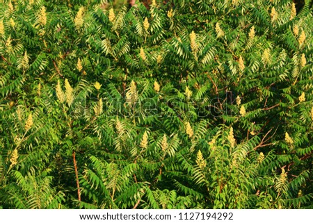 Yellow Sumac Trees 