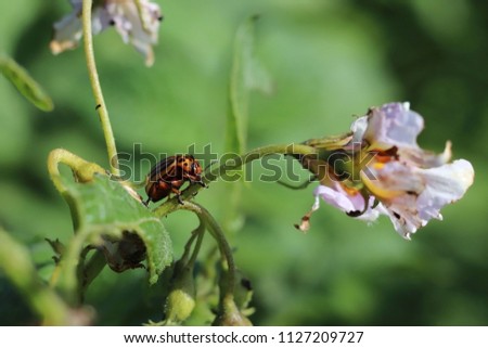 The Colorado beetle eats green leaves of potatoes. Macro shot of the pest on the nightshade bushes. Striped insect destroys agro-industrial culture. The threat to the agricultural crop. Farmer's every