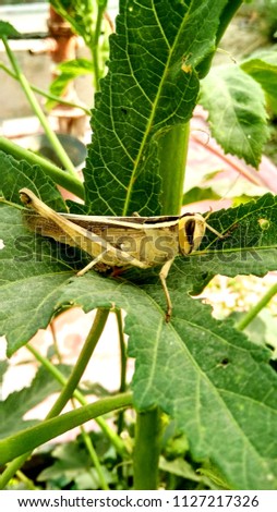 Lovely grasshoper picture