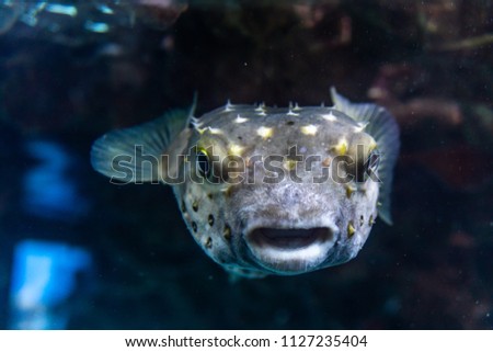 White spotted puffer fish Arothron hispidus underwater in red sea.