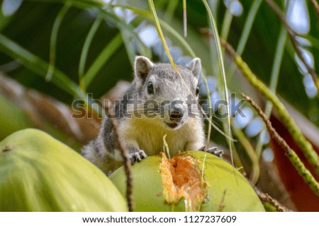Squirrel eating coconut and drinking coconut juice on a sunny in summer
