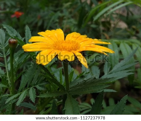  Calendula offcinalis(yellow marigold)