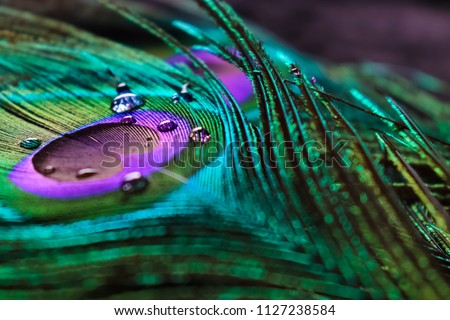  micro peacock feather HD image,best texture background, colourful indian peacock feather Royalty-Free Stock Photo #1127238584