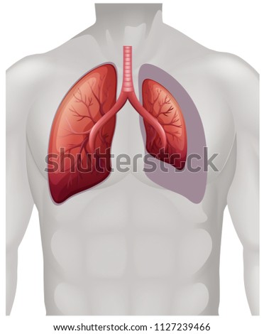 Placement of lungs on human illustration