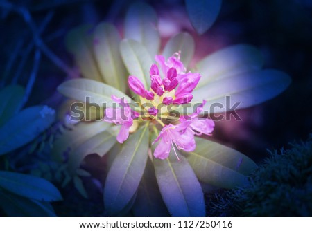 Photo of a lovely lilac rhododendron flower in the spring in the park