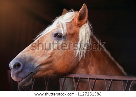Portrait of a brown horse with white hairs. 