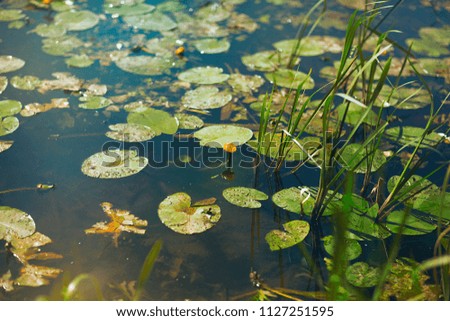 Pond with water lilies. Green grass.