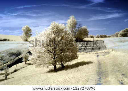 Infrared fields with trees and blue sky
