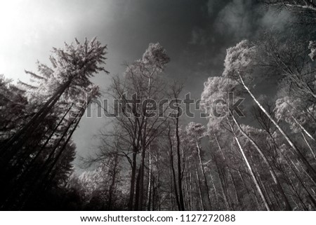 Infrared forest landscape