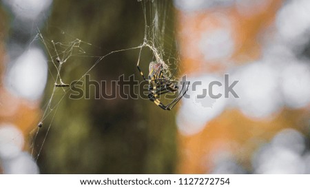 Macro photograph of a spider spinning his web.