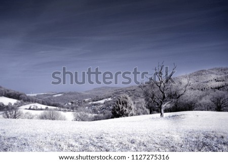 infrared landscape fields with one tree