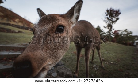 A cheeky deer coming over to say hi.