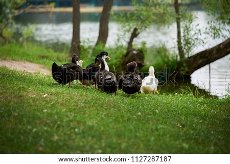 White and black crested ducks in the pond.