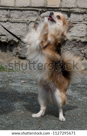 Chihuahua dog of brown color. Stand on hind legs, close-up.