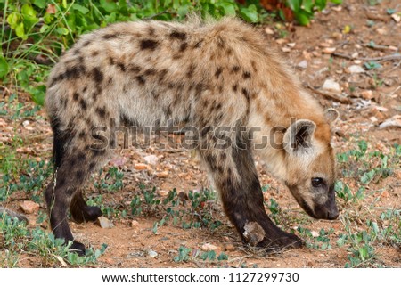 spotted hyena in a national park