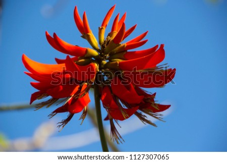 Brilliant red spectacular flowers of Erythrina a genus of flowering plants in the pea family, Fabaceae in early spring attract honey eater birds and honey bees  in Australian parks and gardens. 