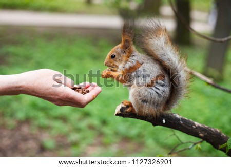 Cute littel squirell eating food from female hand palm. Beautiful small wild animal in green forest