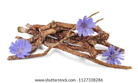 Dry roots of chicory and cichorium flowers isolated on white background. Royalty-Free Stock Photo #1127338286