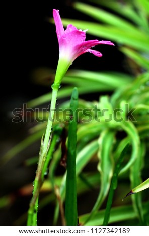 Rain Lily Isolated