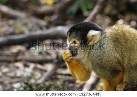A picture of a cute squirrel monkey(Saimiri) eating some fruit in the wild. 