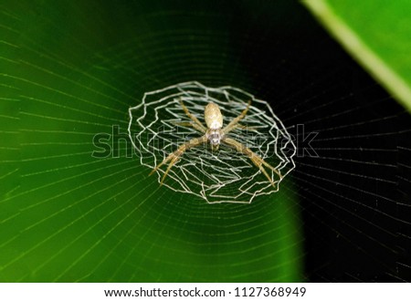 St Andrew Cross Argiope sp. spider