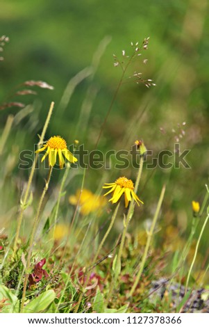 beautiful arnica on wilderniss in the mountains