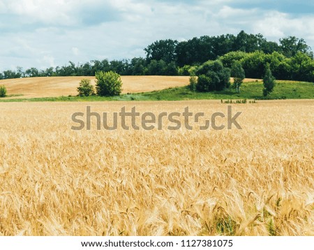 Gold wheat. Wheat field on agricultural land. Meadow of wheat. Nature composition.