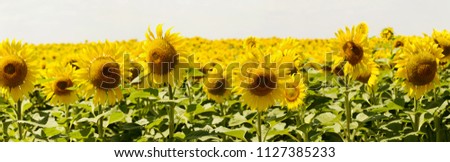 Bright yellow, orange sunflower on field. Beautiful rural landscape of sunflower field in sunny summer day. flower on farm field. grown as crop for its edible oil