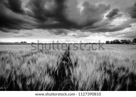 Background of the dark clouds before a thunderstorm and beautiful yellow field flowering young yellow wheat