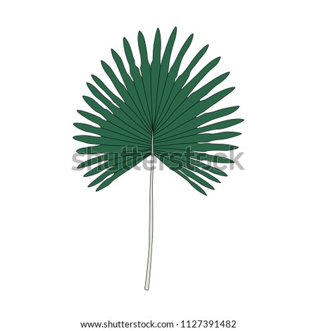 Illustration of fan palm leaf Royalty-Free Stock Photo #1127391482