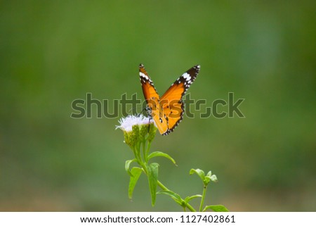 A butterfly sitting on the flower plant on a beautiful spring morning with open wings and a soft background.