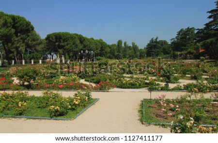 Detail of the Rose Garden (Rosaleda), located in the West Park (Parque del Oeste) in Madrid, Spain, Europe. Royalty-Free Stock Photo #1127411177