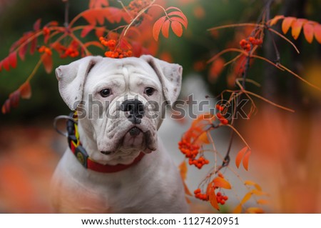 Cute dog on the background of nature.  American bulldog. 
