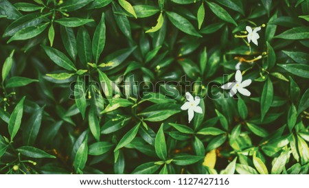 Top view of tropical Green leaves background and texture with small white flowers in dark tone