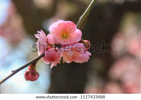 pink sakura blossoms, Cherry Blossoms are Famous flower in japan