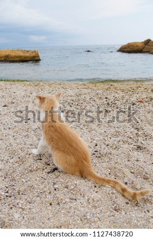 cat on the beach, red cat on the sea 