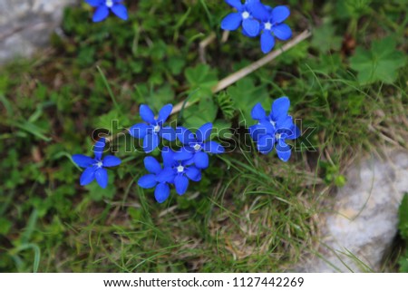 Viola odorata in spring