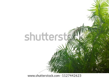 Deep dark green palm leaves pattern with isolated white on background . Creative layout space for your text.