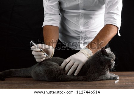 A veterinarian injects a gray cat on the table, a dark background. The concept of a veterinary clinic, doctor, animal is sick, vaccination, sterilization, castration.