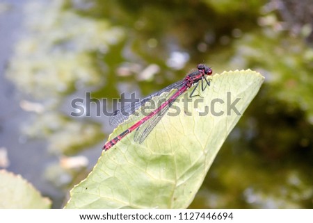 Close-up of Small Red Damselfly